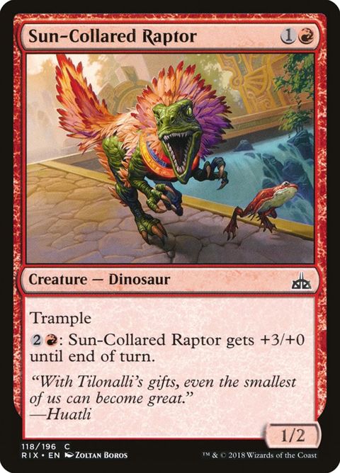118-suncollaredraptor
