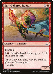 118-suncollaredraptor