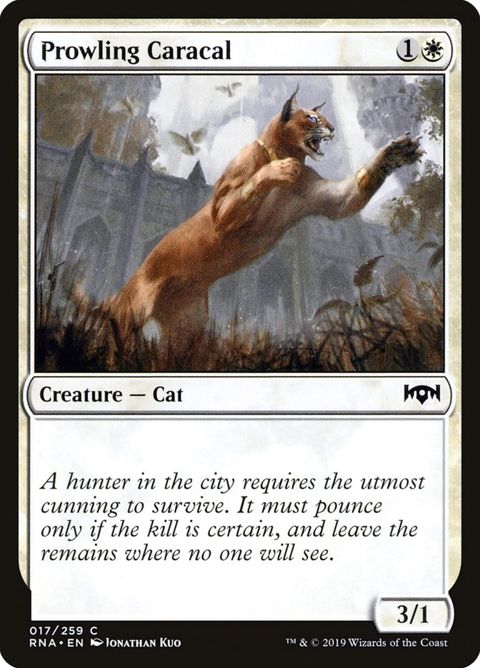 17-prowlingcaracal