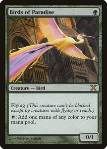 252-birdsofparadise
